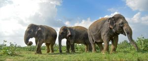 same day exotic taj with elephant conservation park